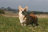 CORGI PEMBROKE 1158